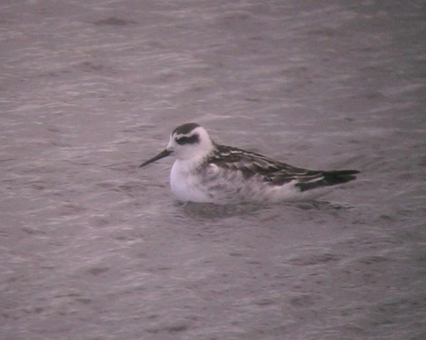 Red-necked Phalarope