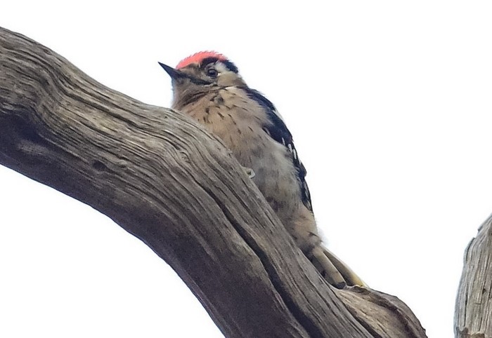 Lesser Spotted Woodpecker