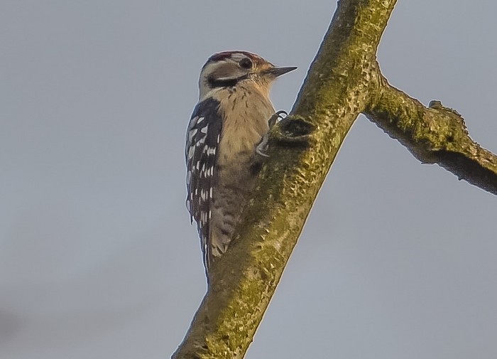 Lesser Spotted Woodpecker