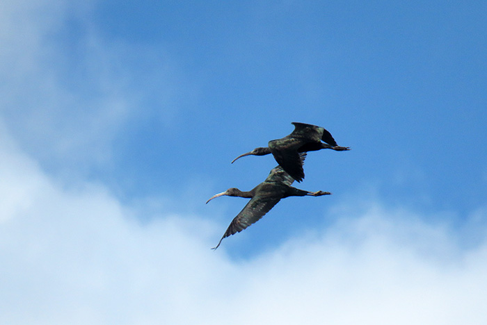 Glossy Ibis