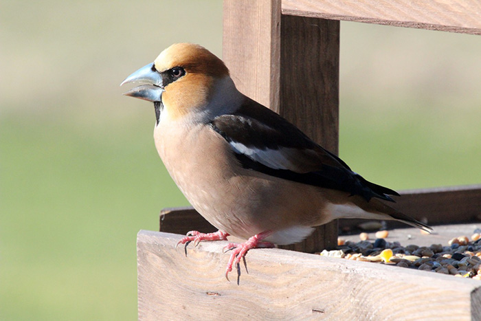 Hawfinch
