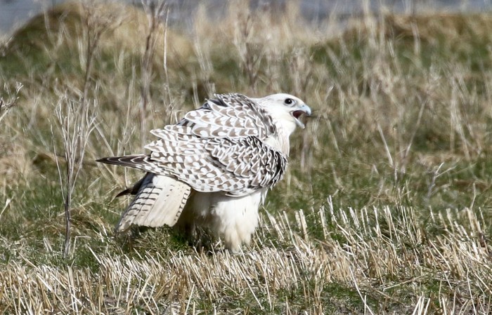 Gyr