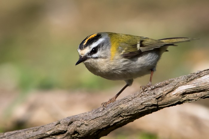 Firecrest