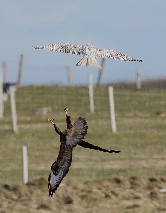 Gyr