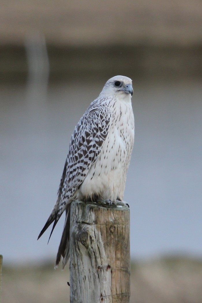 Gyr