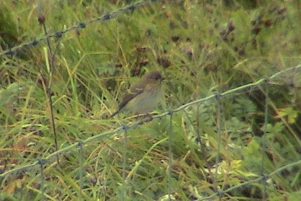 Common Rosefinch