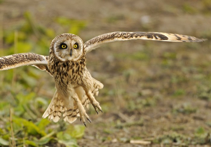 Short-eared Owl