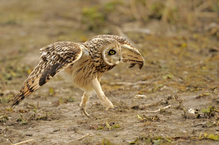Short-eared Owl