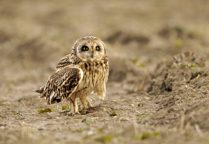 Short-eared Owl