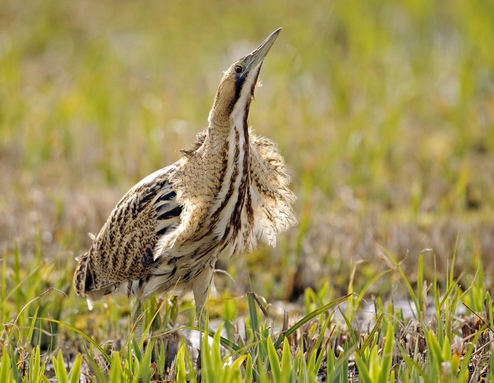 Bittern