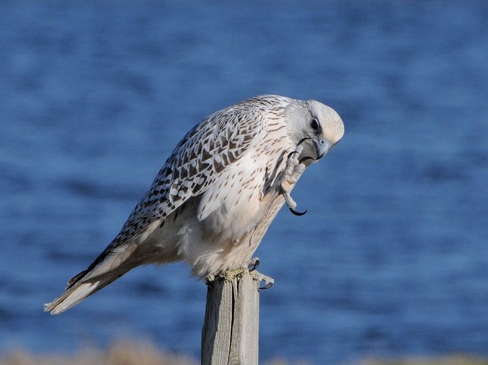 Gyr