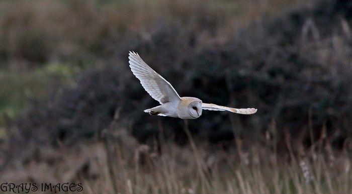 Barn Owl