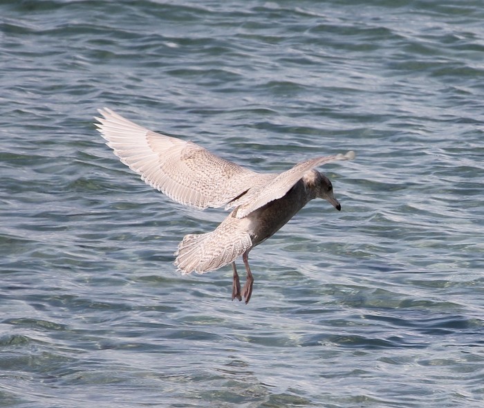 Glaucous Gull