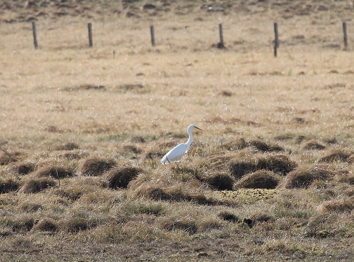 Great White Egret