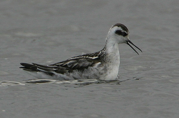 Red-necked Phalarope