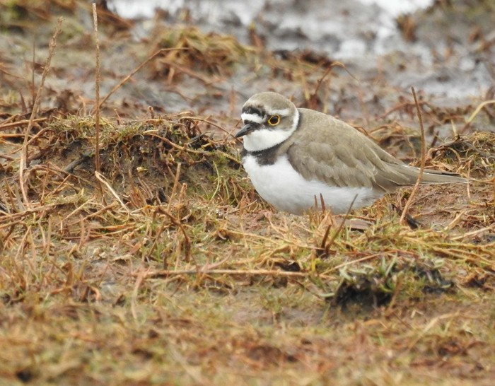 Little Ringed Plover