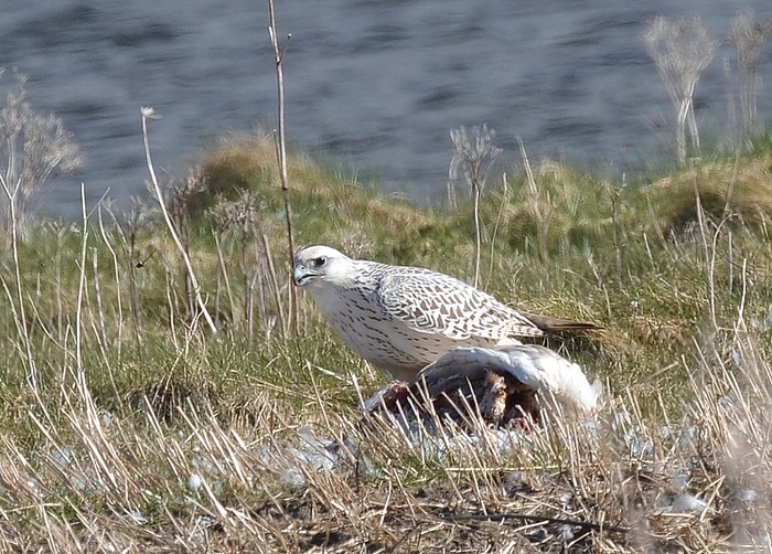 Gyr
