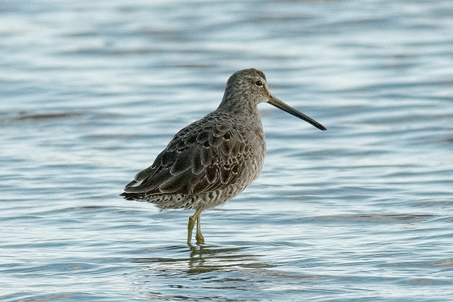 Long-billed Dowitcher