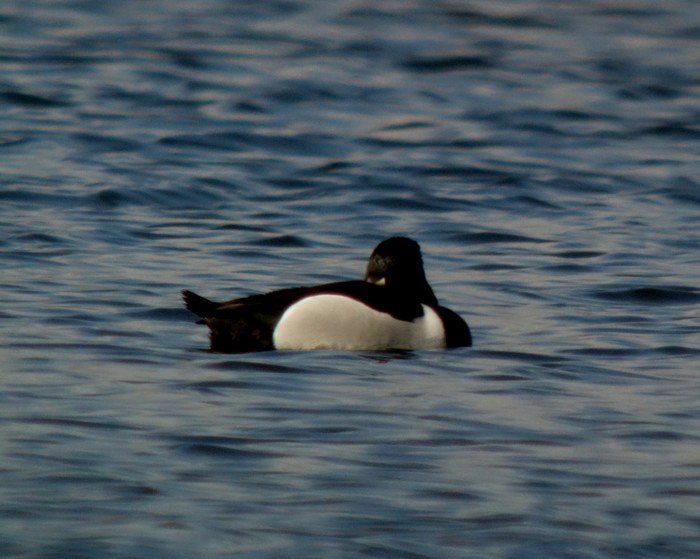 Ring-necked Duck
