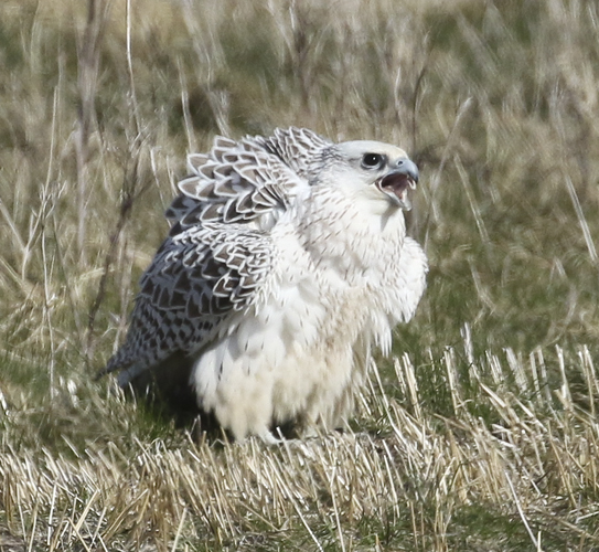 Gyr