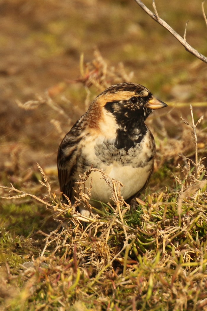 Lapland Bunting