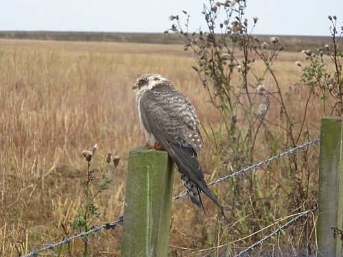 Red-footed Falcon