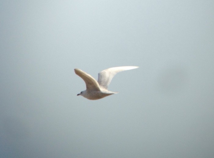 Iceland Gull