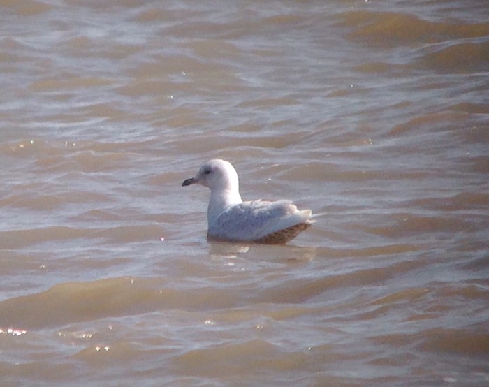 Iceland Gull