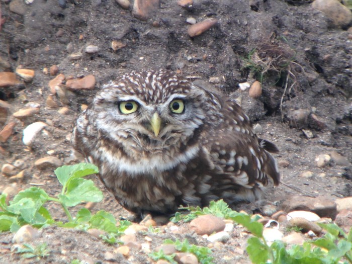 Little Owl