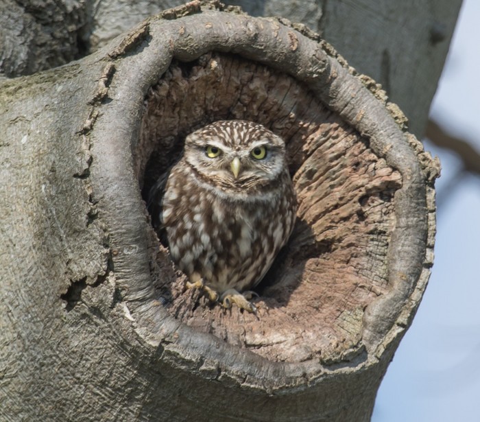 Little Owl