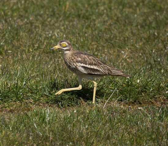 Stone Curlew
