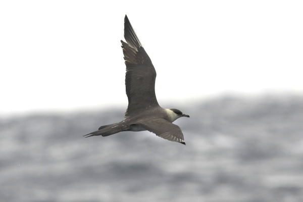 Arctic Skua