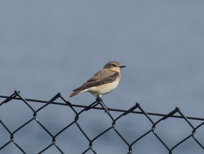 Wheatear