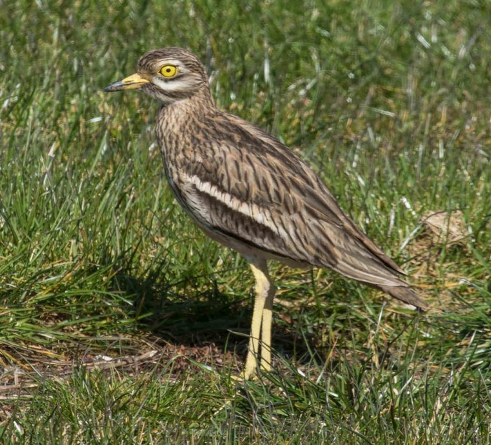 Stone Curlew