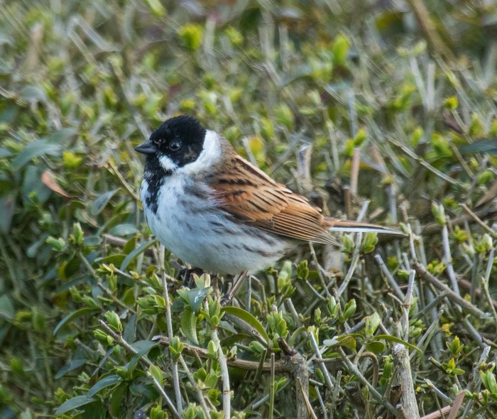 Reed Bunting
