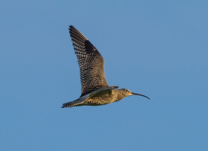 Curlew