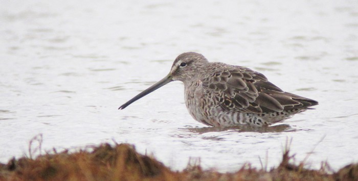 Long-billed Dowitcher