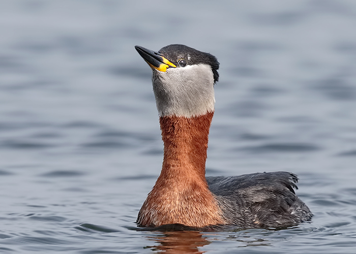 Red-necked Grebe