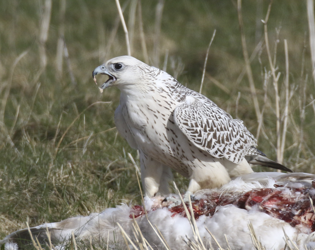 Gyr