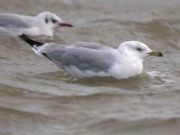 Ring-billed Gull