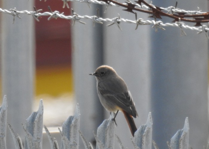 Black Redstart