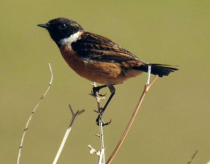 Stonechat