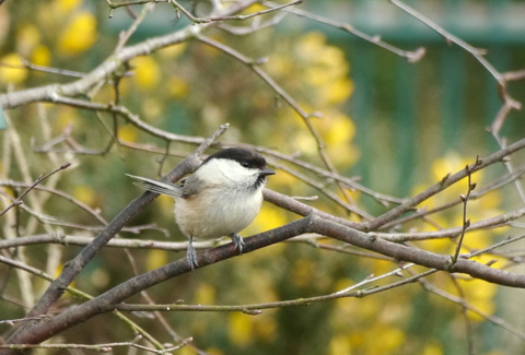 Willow Tit