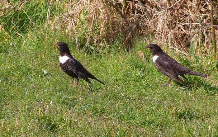 Ring Ouzel