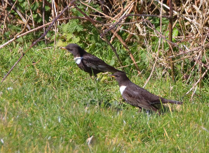 Ring Ouzel