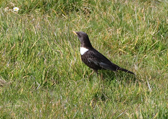 Ring Ouzel