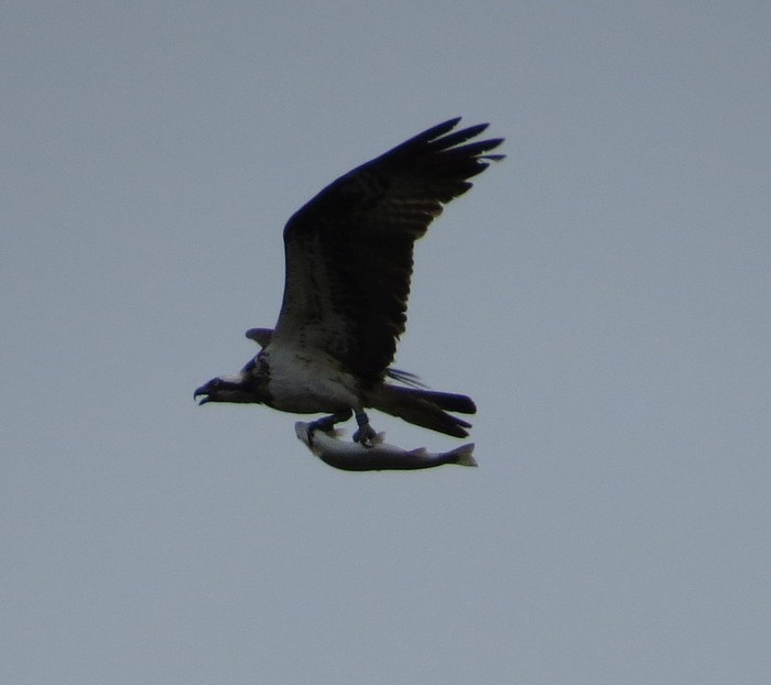 Osprey