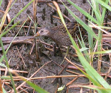 Spotted Crake