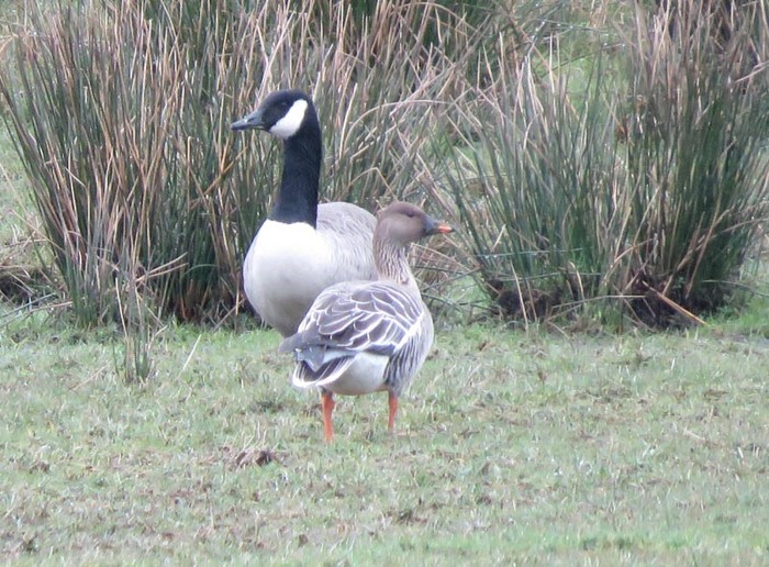 Tundra Bean Goose
