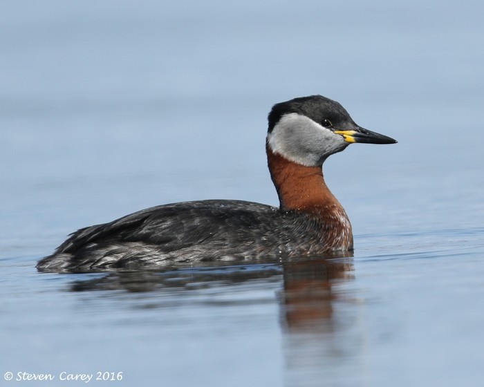 Red-necked Grebe